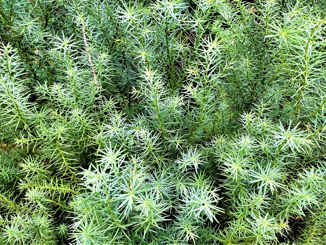 Flores plantas sobre fundo desfocado