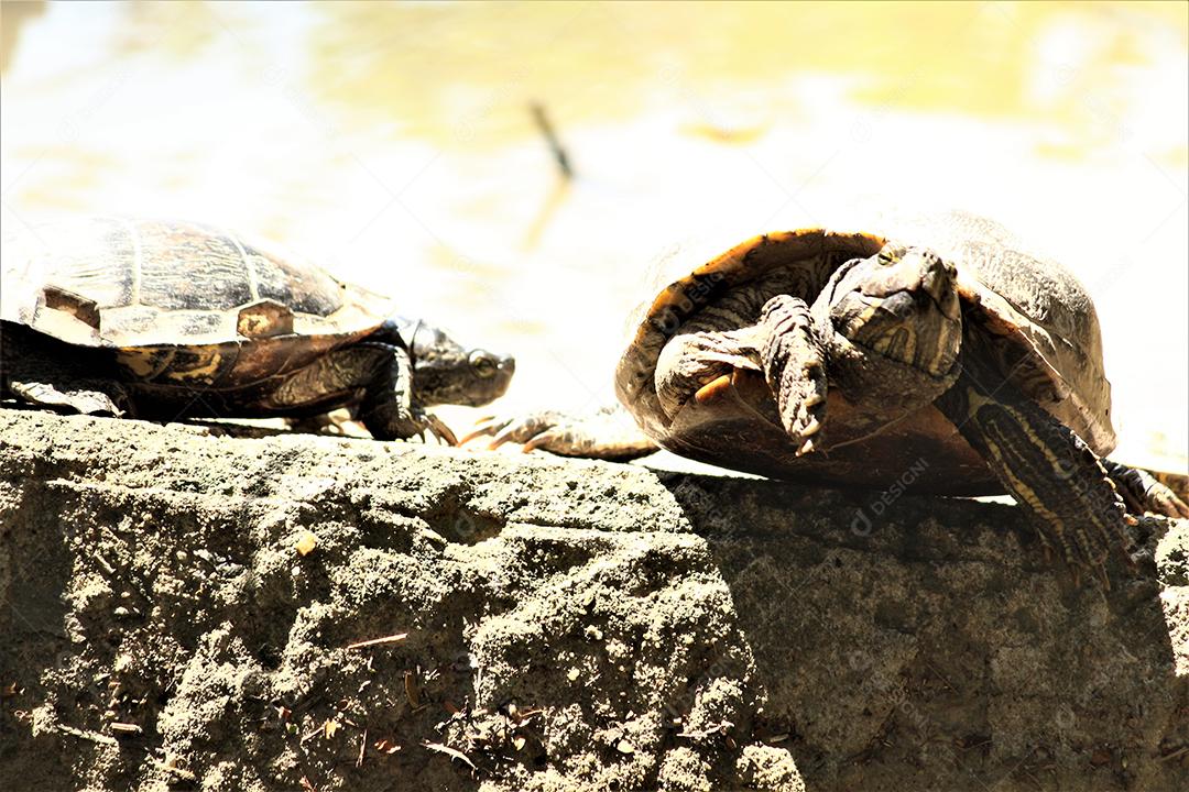Jaboti Tartaruga de patas vermelhas  é uma espécie de tartaruga do norte da América do Sul..