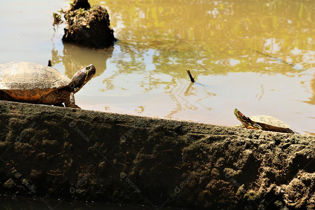 Jaboti Tartaruga de patas vermelhas  é uma espécie de tartaruga do norte da América do Sul..