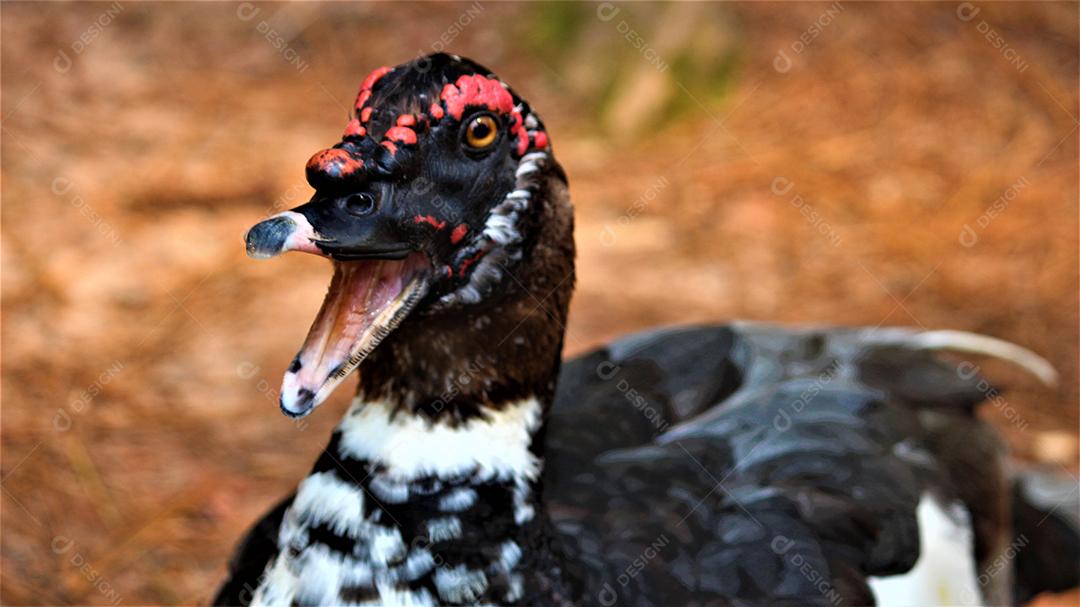 Patos ganços animas sobre fazenda