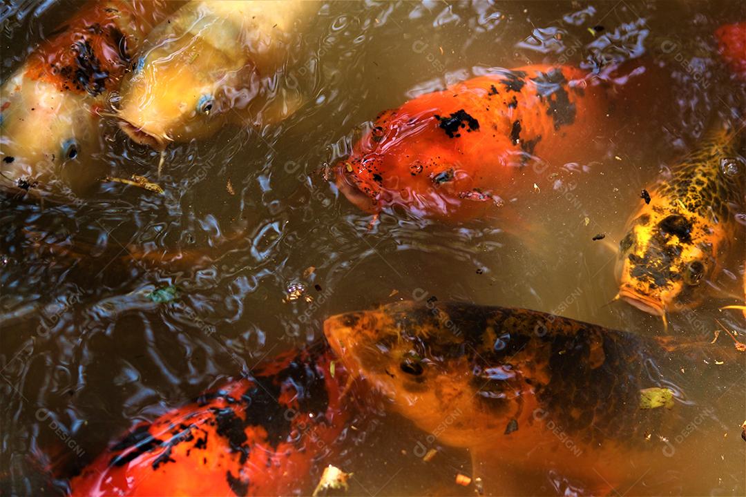 Peixes lago pesca pescarias