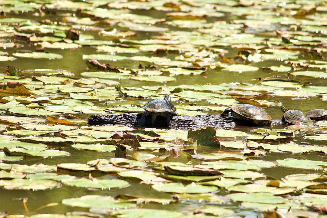 Tartaruga encima de um tronco sobre lago