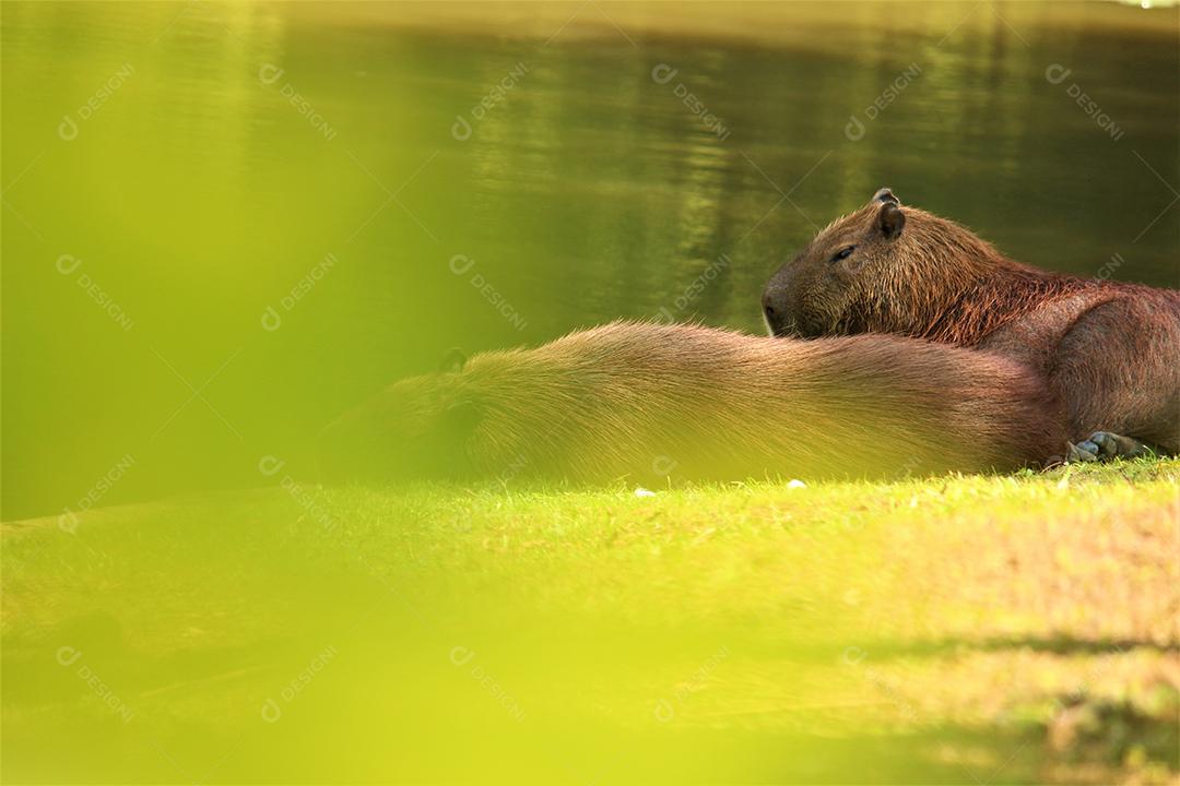 Animais capivara deitado sobre beira de lago