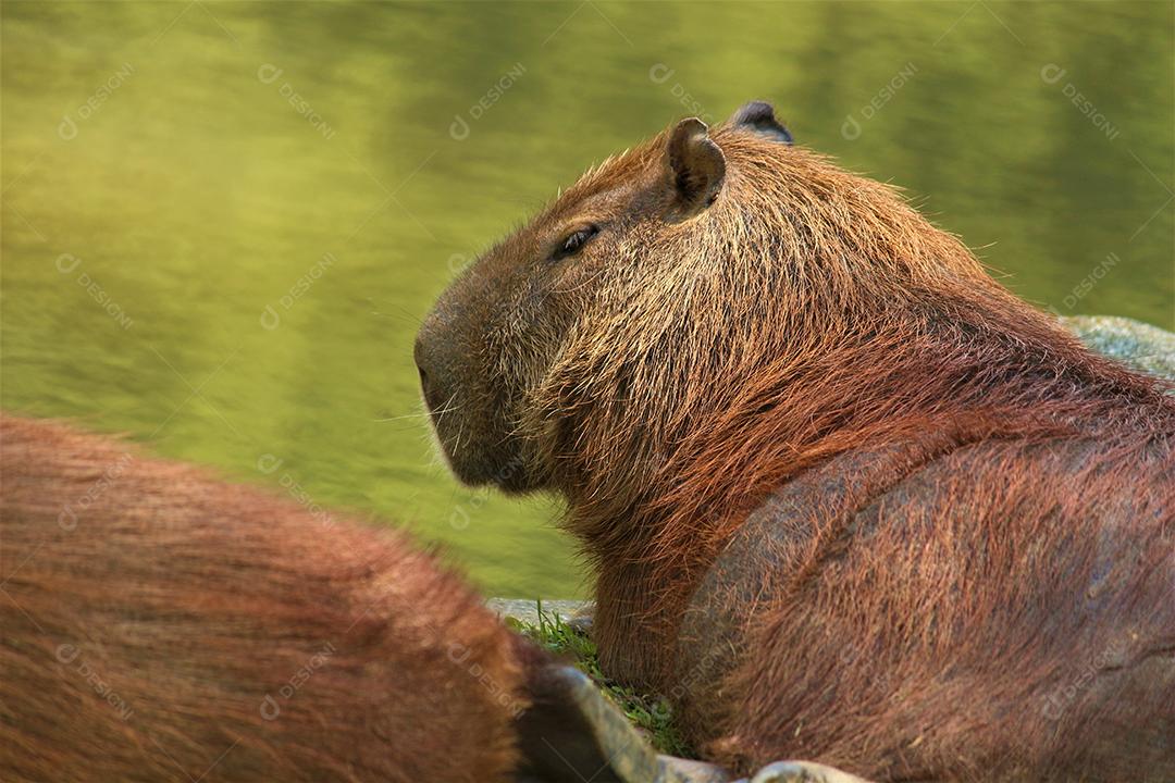 Animal capivara sobre beira de um lago