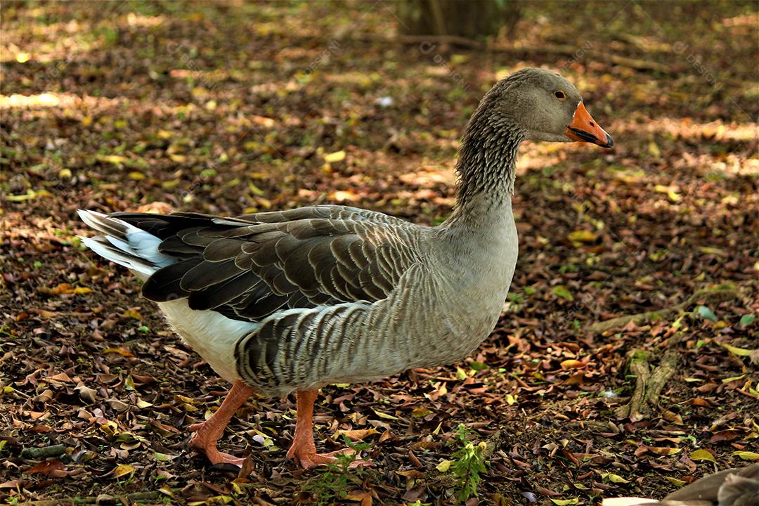 Animal pato andando sobre floresta