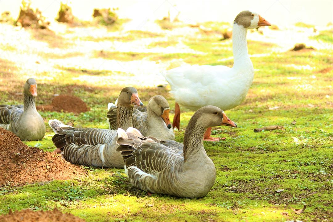 Animal pato andando sobre floresta