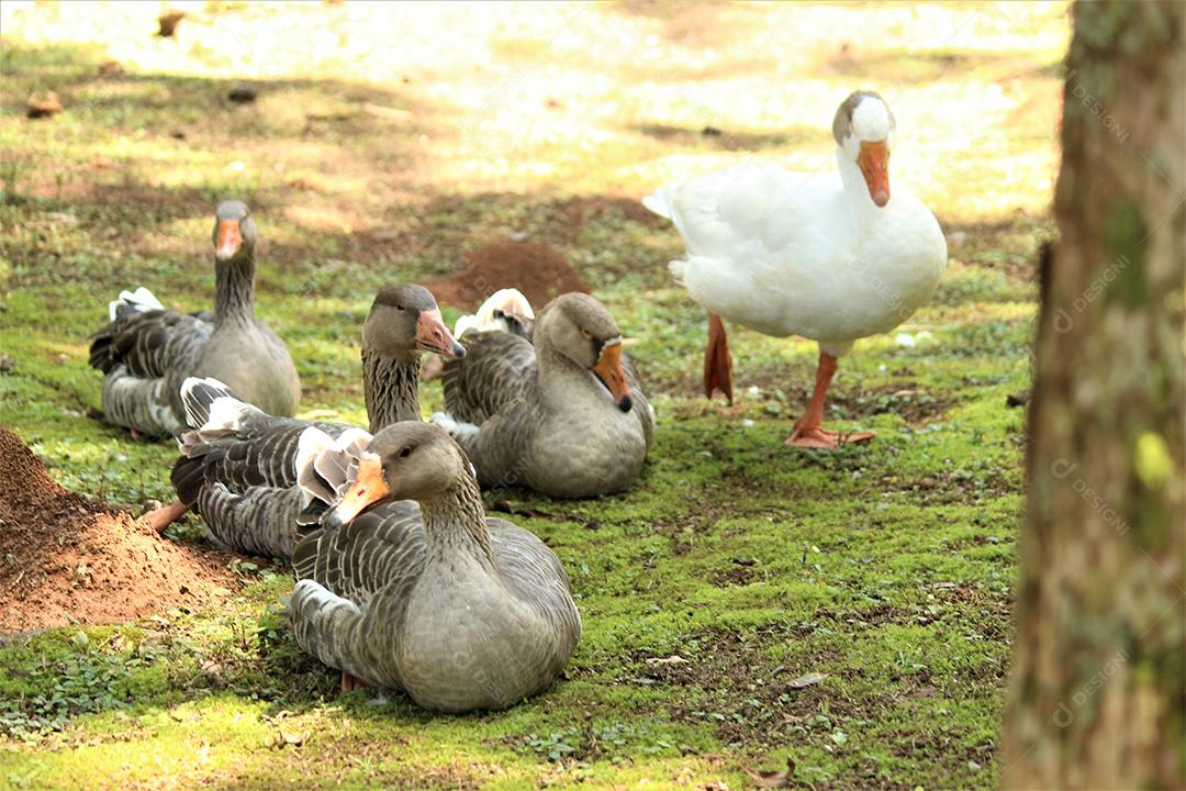 Animal pato andando sobre floresta