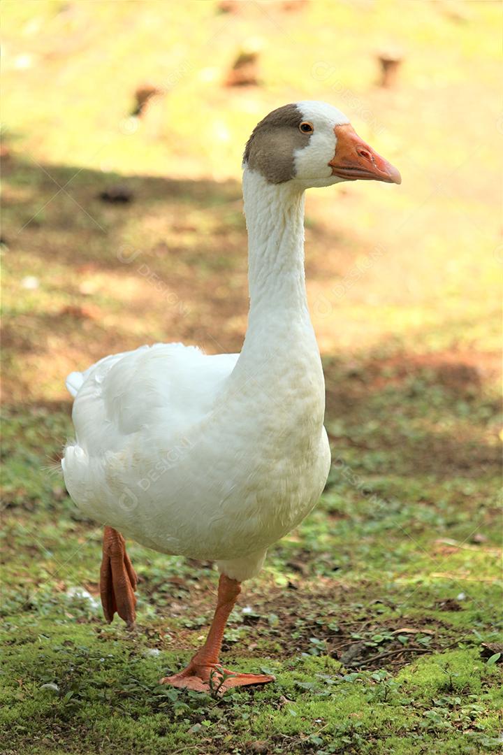 Animal pato andando sobre floresta