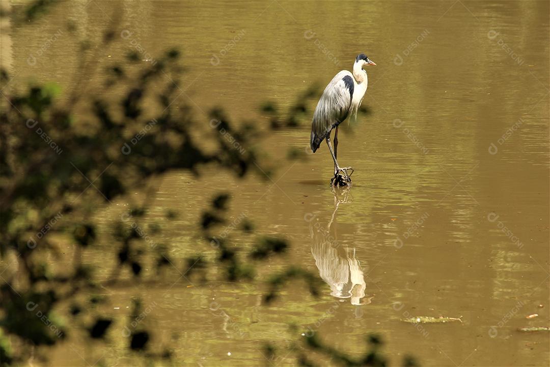 Garça-moura Ave sobre lago floresta