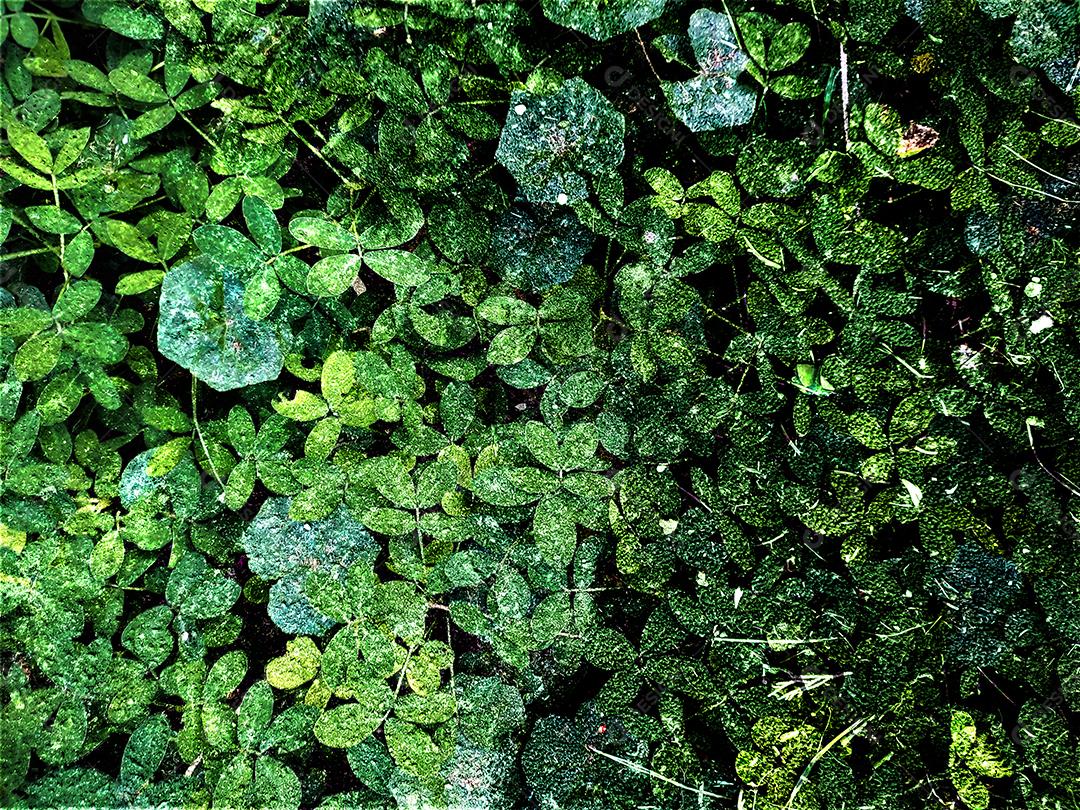 Flores plantas sobre fundo desfocado