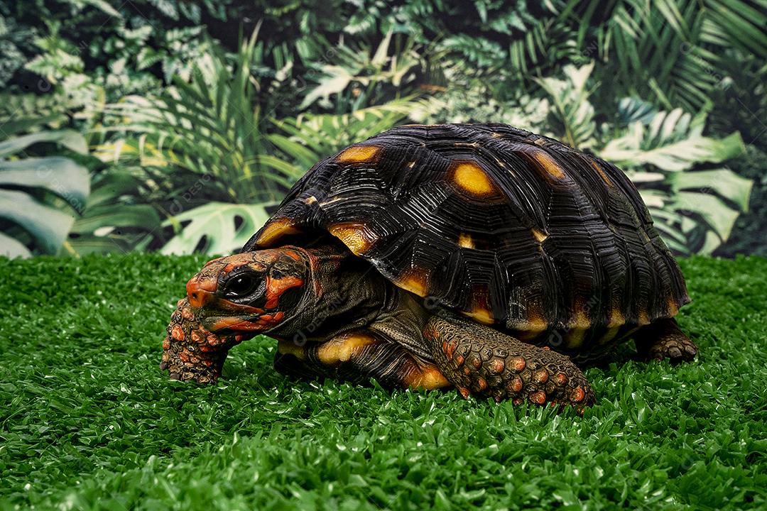 Jaboti Tartaruga de patas vermelhas  é uma espécie de tartaruga do norte da América do Sul..