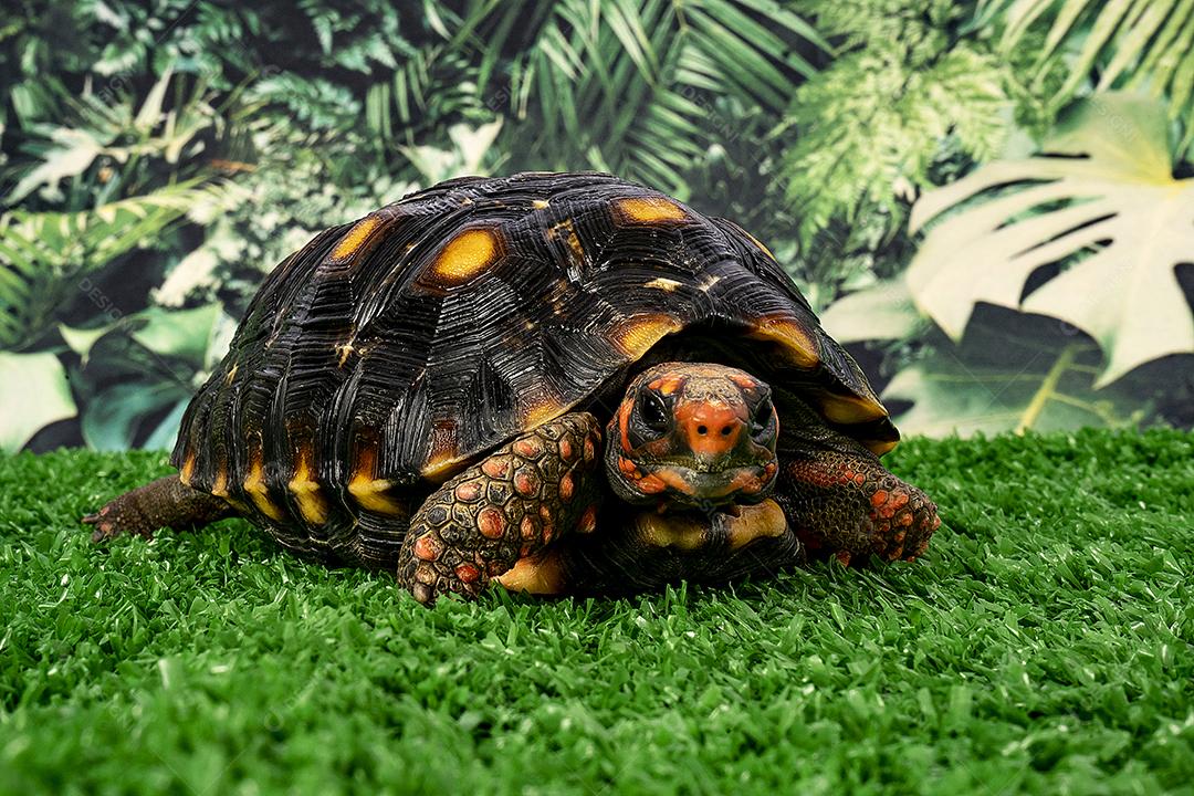 Jaboti Tartaruga de patas vermelhas  é uma espécie de tartaruga do norte da América do Sul..