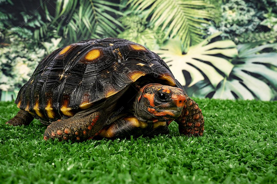 Jaboti Tartaruga de patas vermelhas  é uma espécie de tartaruga do norte da América do Sul..
