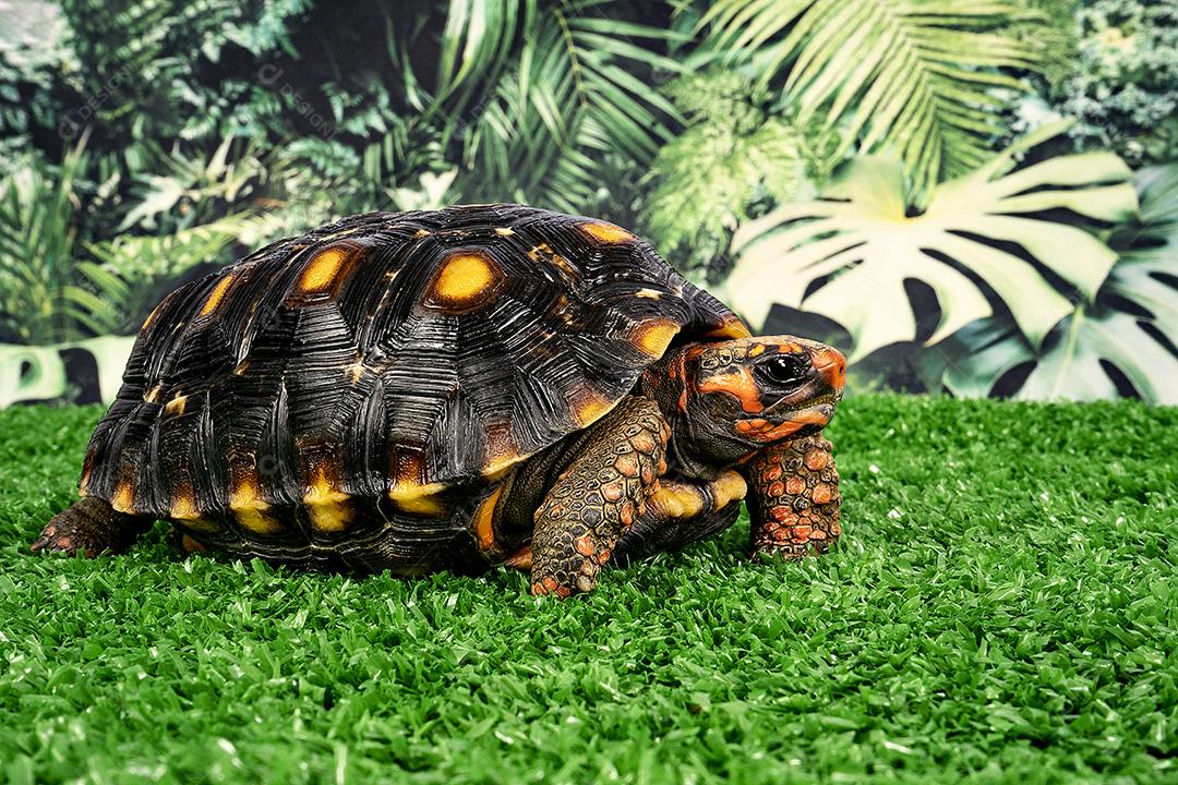 Jaboti Tartaruga de patas vermelhas  é uma espécie de tartaruga do norte da América do Sul..