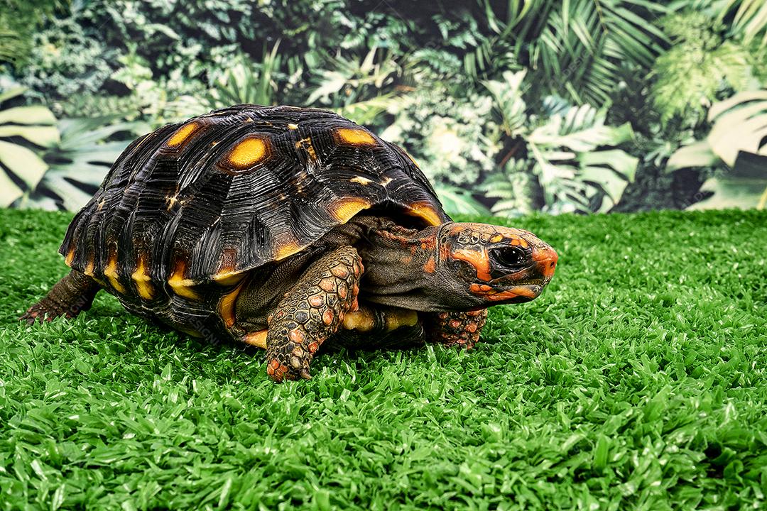 Jaboti Tartaruga de patas vermelhas  é uma espécie de tartaruga do norte da América do Sul..