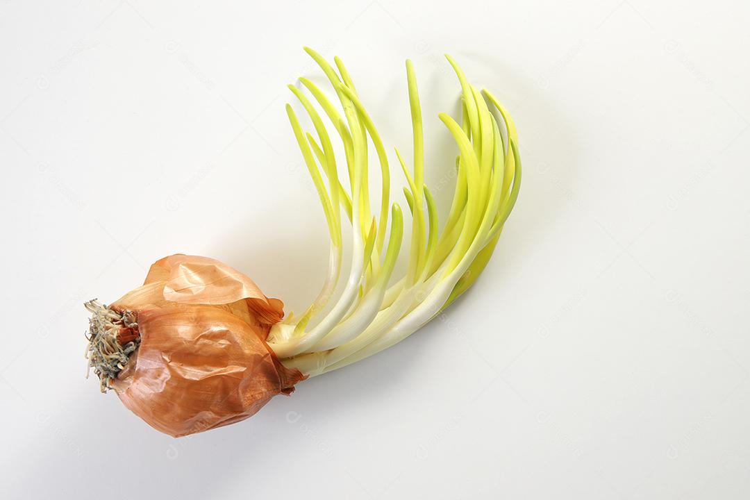 Brotos de cebola. Feche o fundo branco.