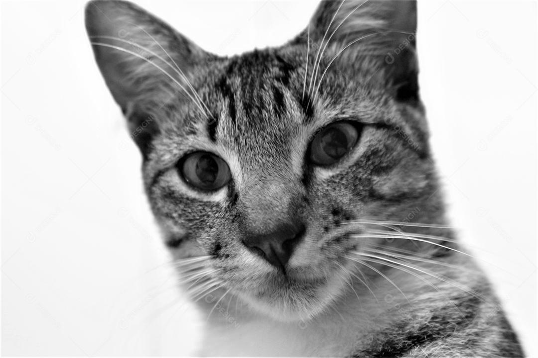 Animal Gato domestico sobre fundo branco