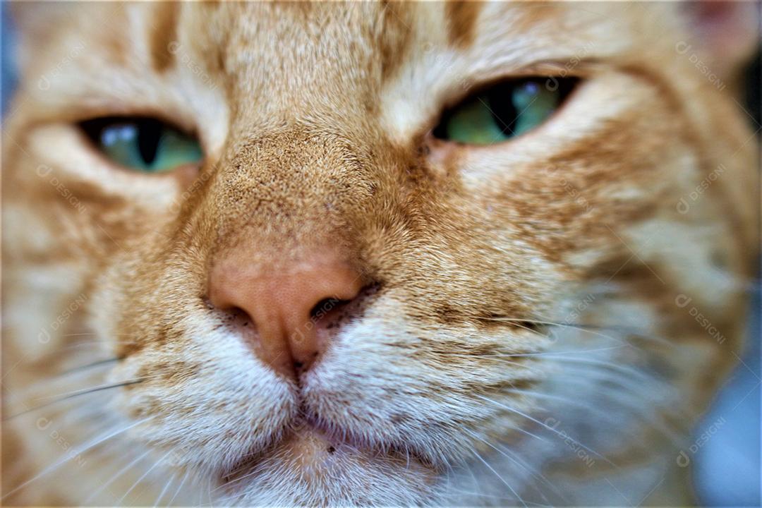 Animal Gato domestico sobre fundo desfocado