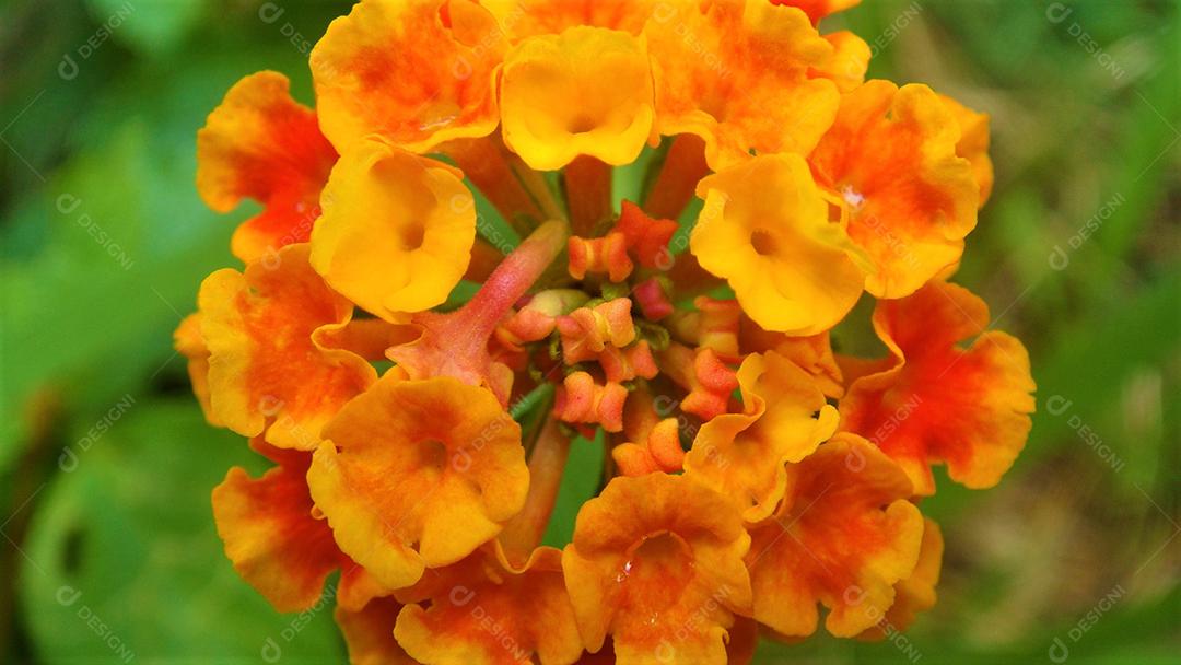 Flores plantas sobre fundo desfocado