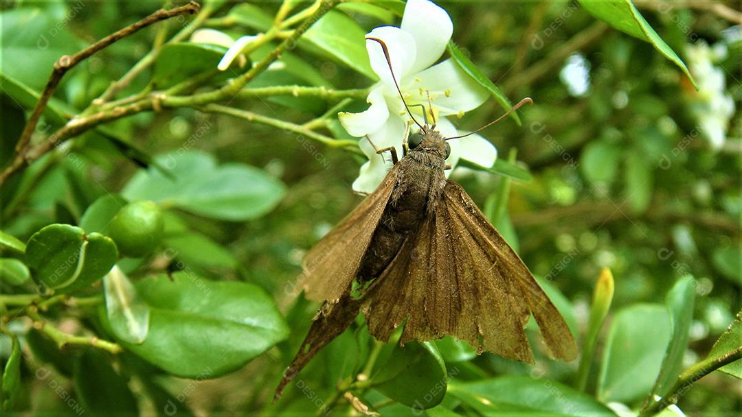 Insetos sobre flores fundo desfocado