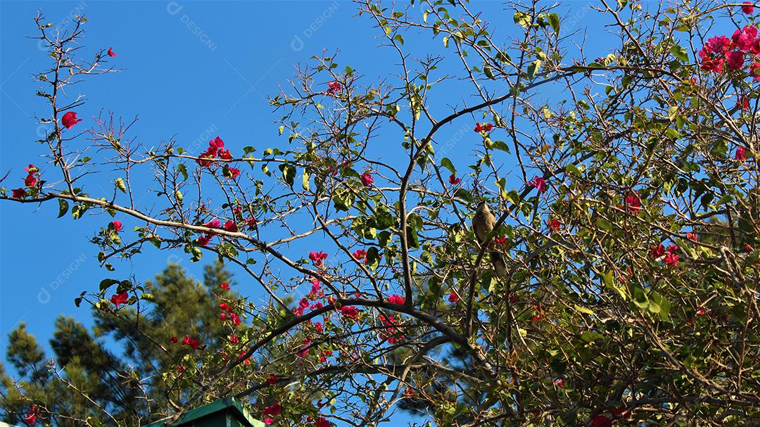 Arvores folhas sobre um dia lindo ensolarado
