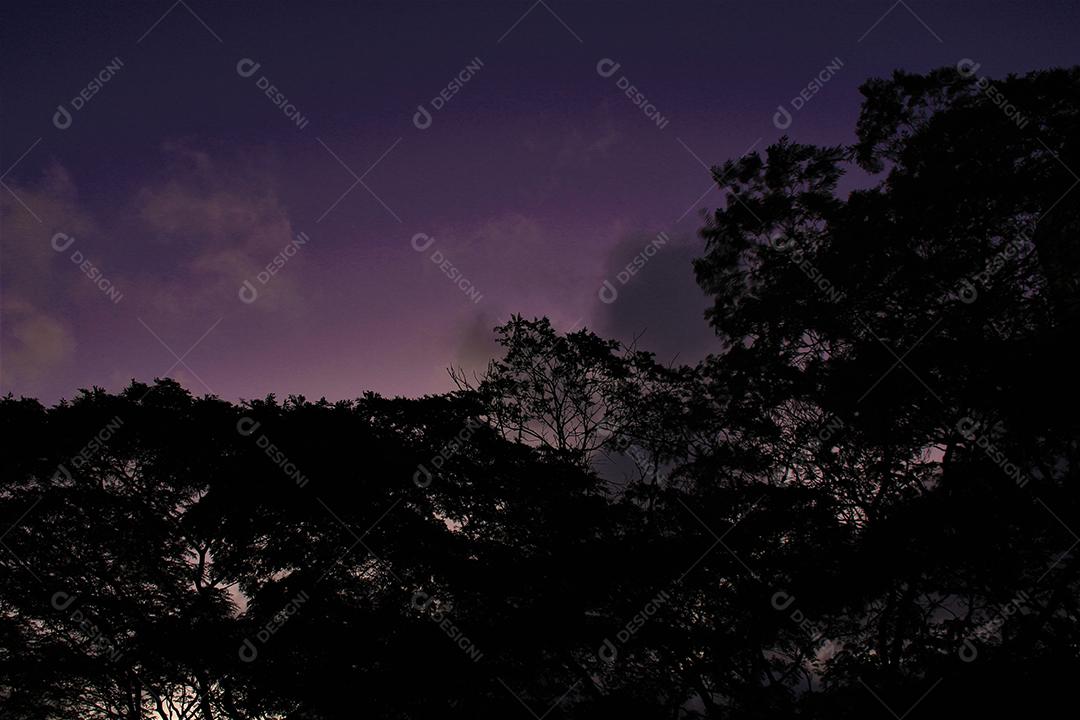 Arvores folhas sobre um dia lindo por do sol