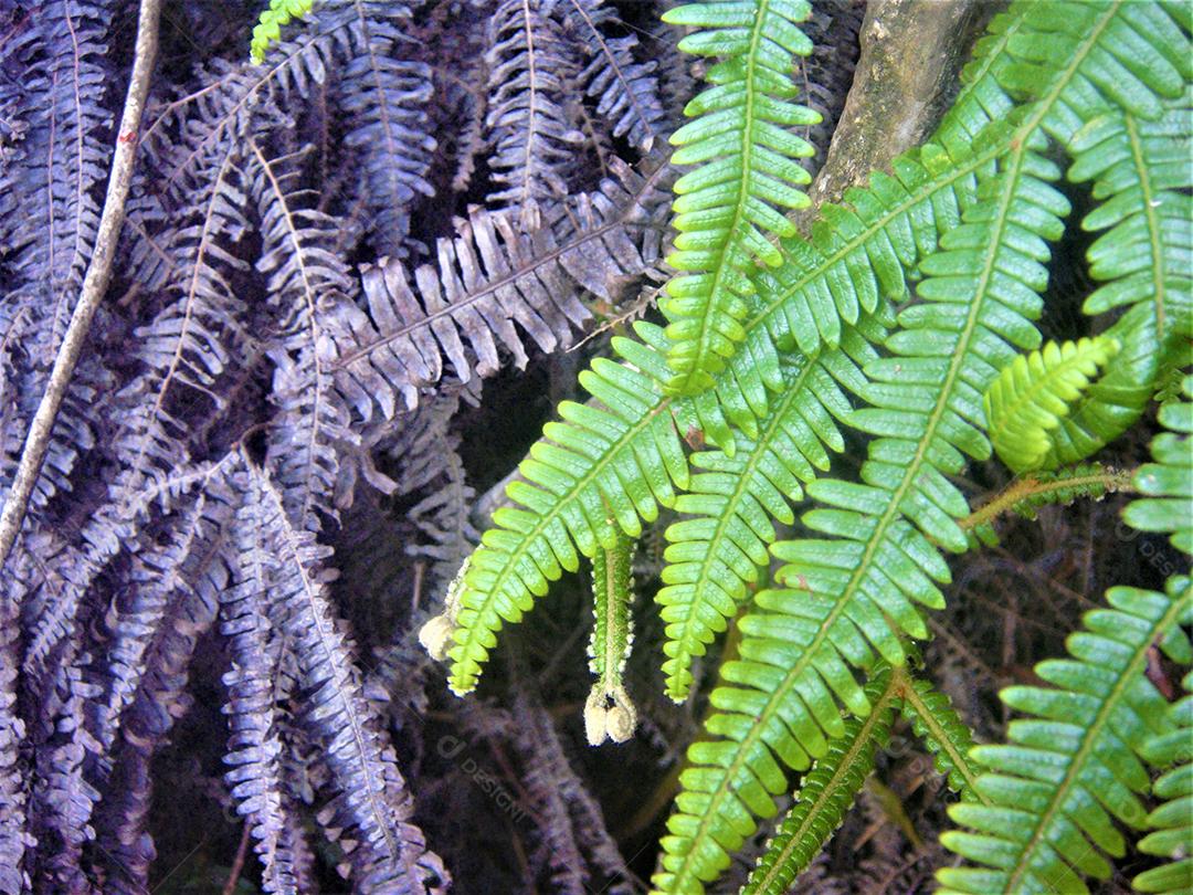 Folhas verde sobre fundo desfocado floresta arvores