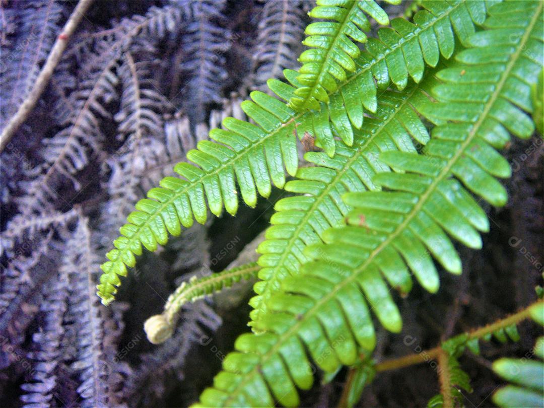 Folhas verde sobre fundo desfocado floresta arvores