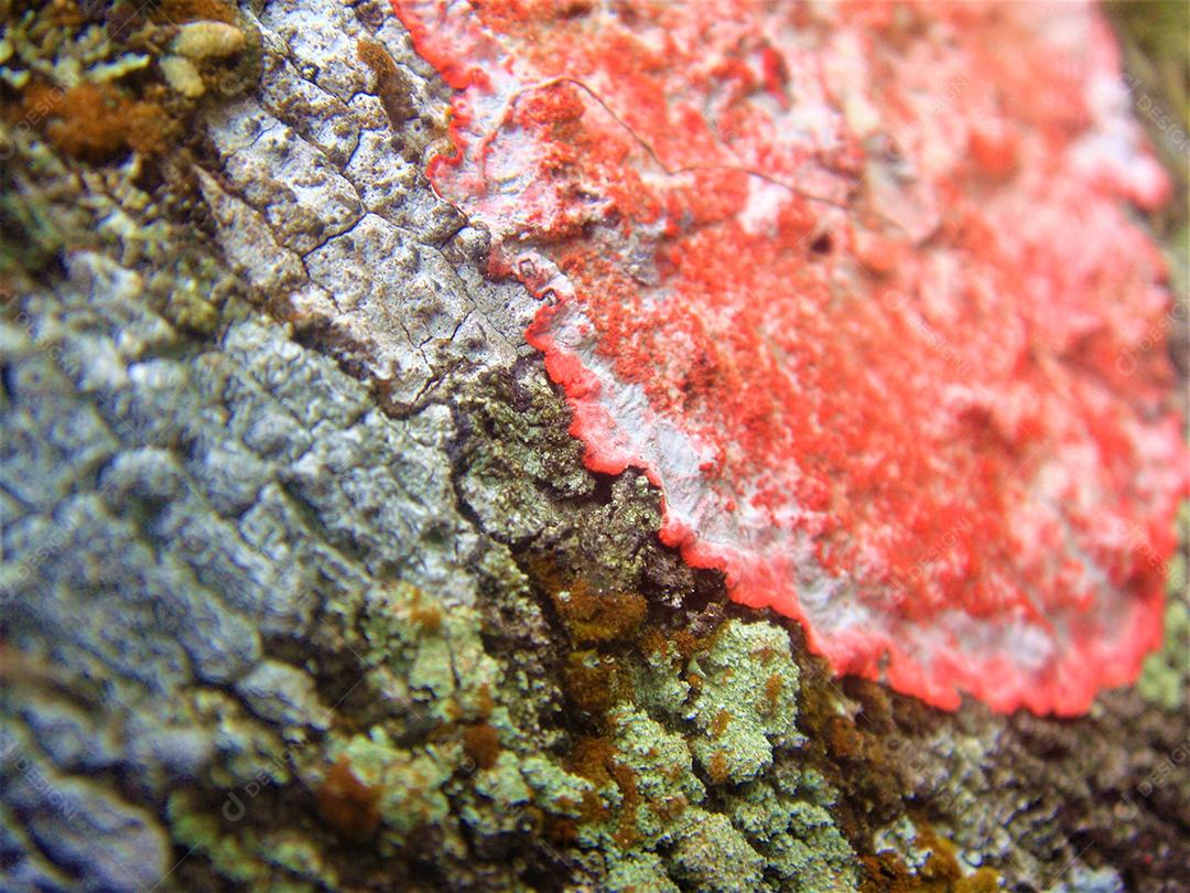 Cryptothecia rubrocincta Fungi