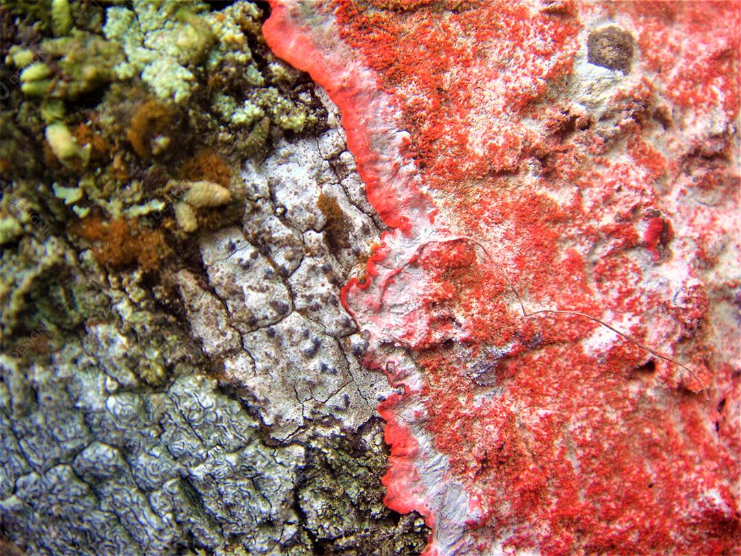 Cryptothecia rubrocincta Fungi