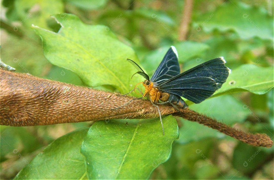 Inseto borboleta sobre floresta