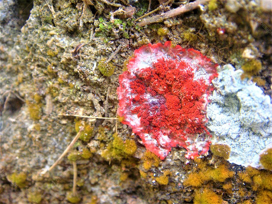 Cryptothecia rubrocincta Fungi