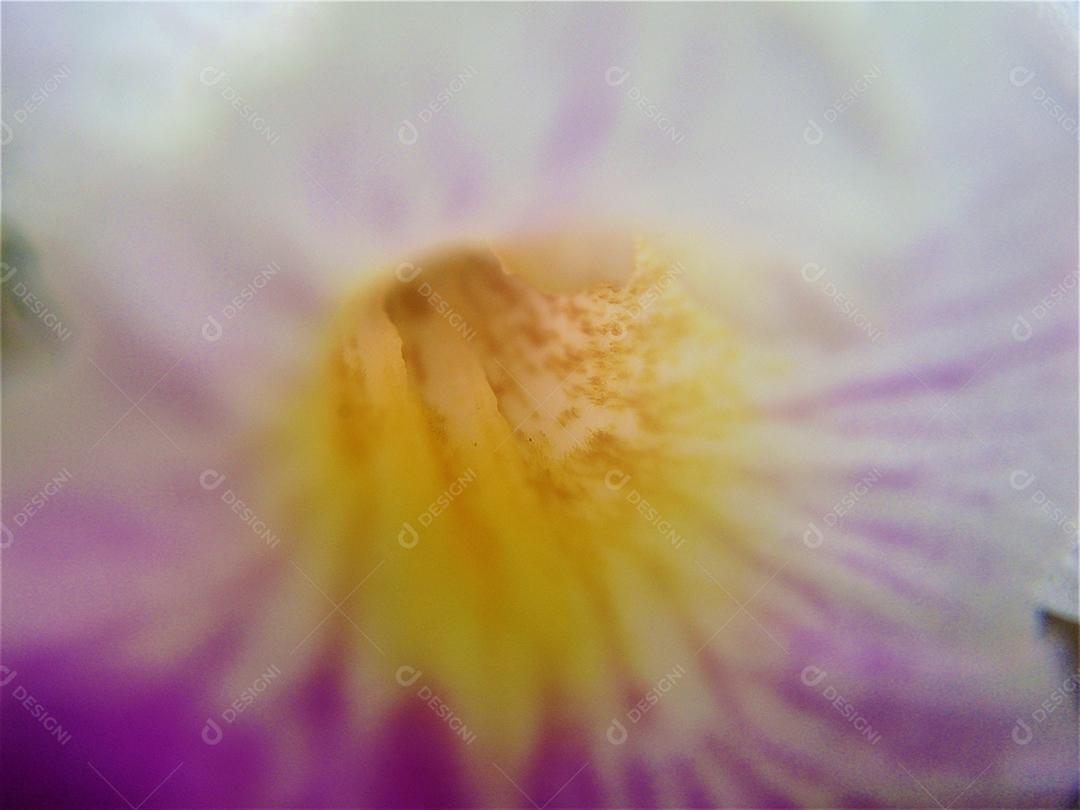 Arundina Plantas flor sobre fundo desfocado