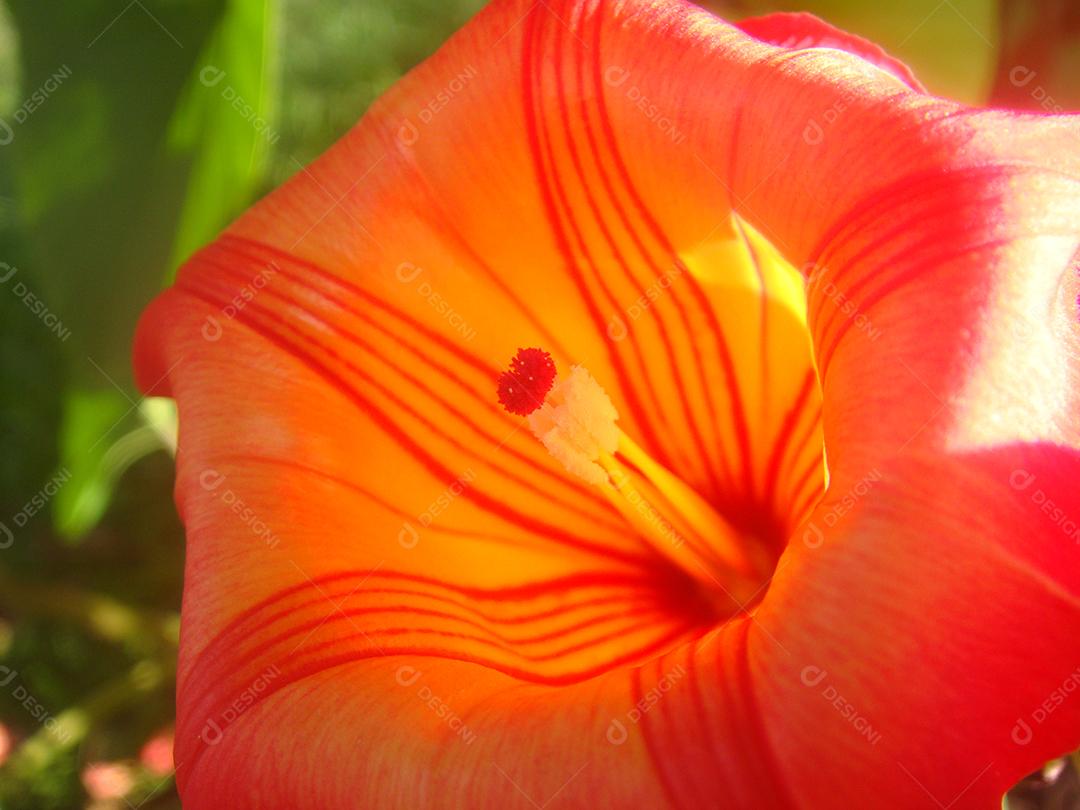 Planta ipoméia flroes floresta