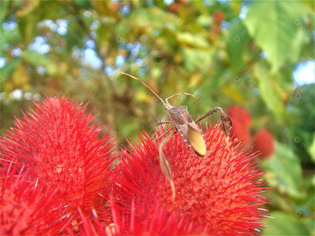 Leptoglossus phyllopus Inseto sobre fundo desfocado