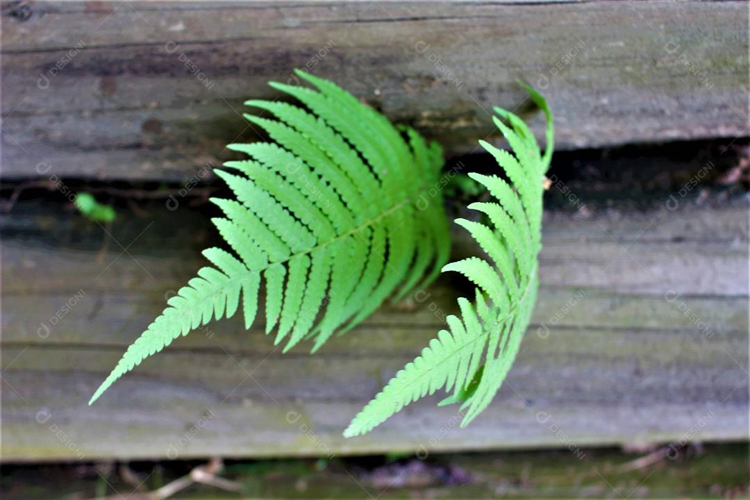 Folhas verde sobre fundo de madeira