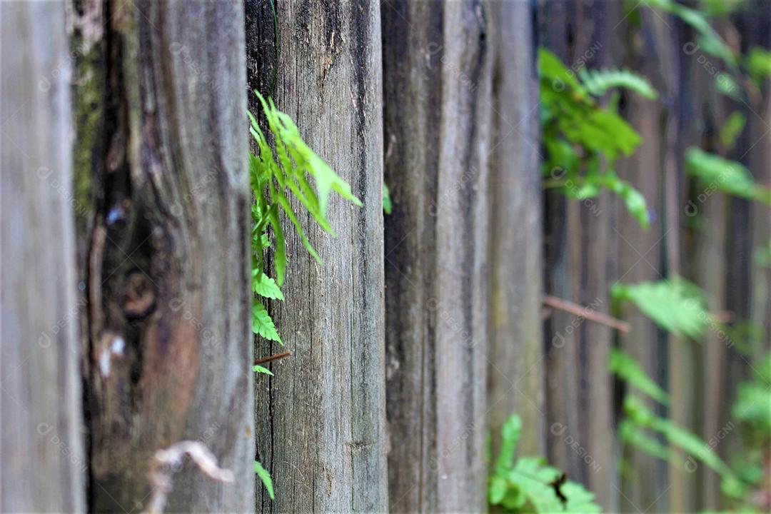 Folhas verde sobre fundo de madeira