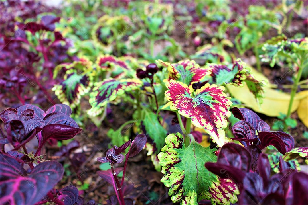 Folhas verde sobre fundo de madeira