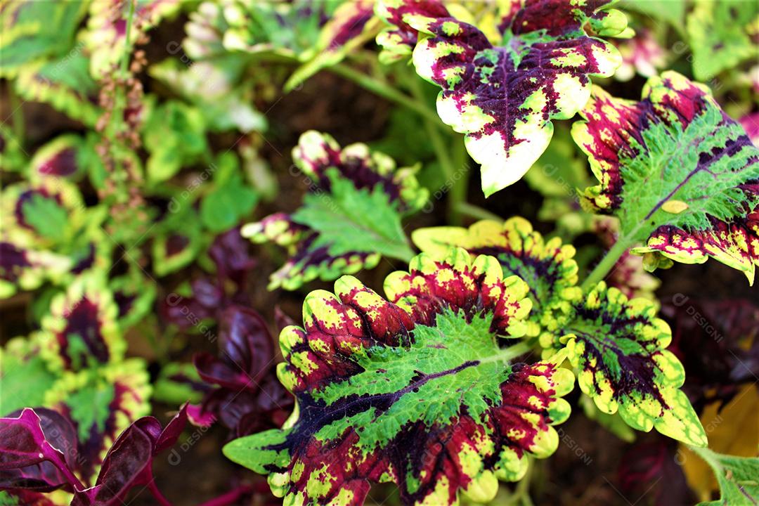 Folhas verde sobre fundo de madeira