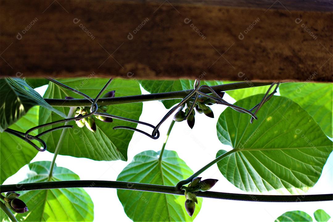 Folhas verde sobre fundo de madeira