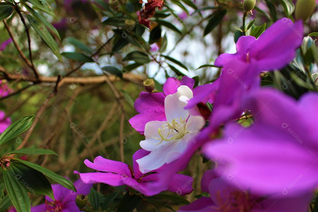 Flores plantas sobre fundo desfocado