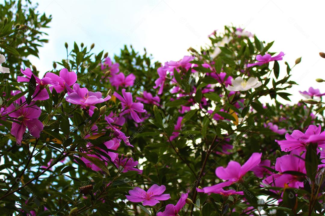 Flores plantas sobre fundo desfocado