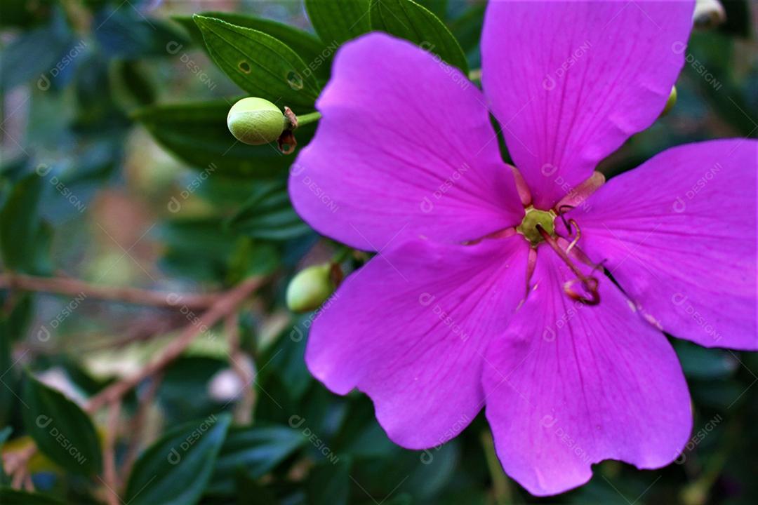 Flores plantas sobre fundo desfocado
