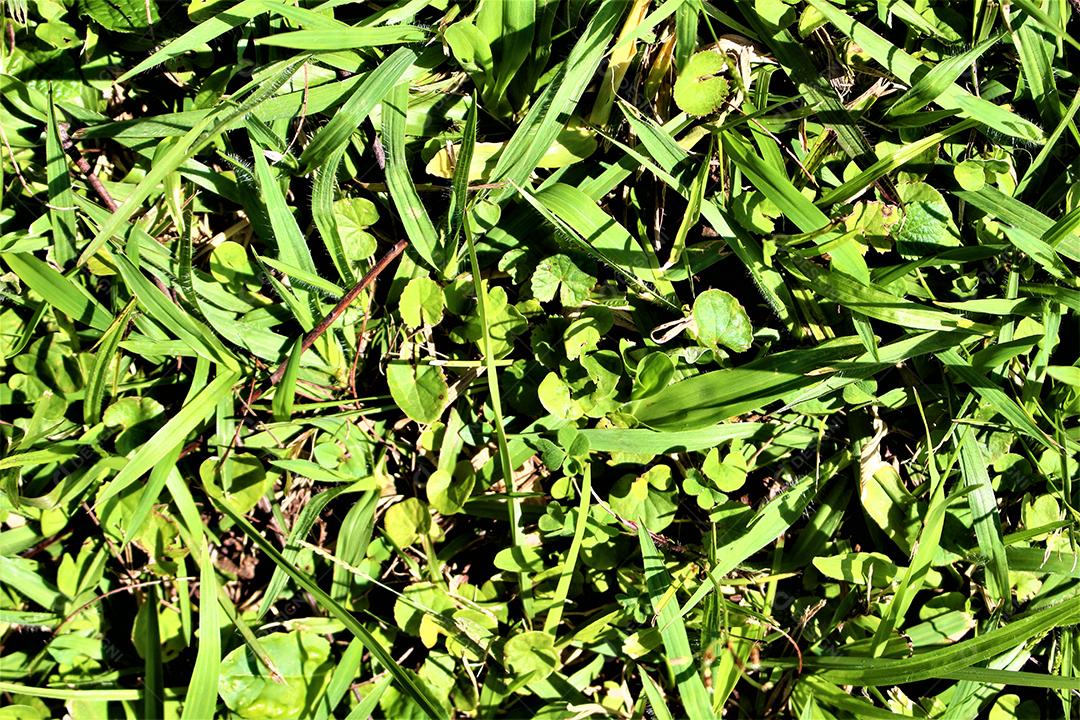 Matos gramado floresta