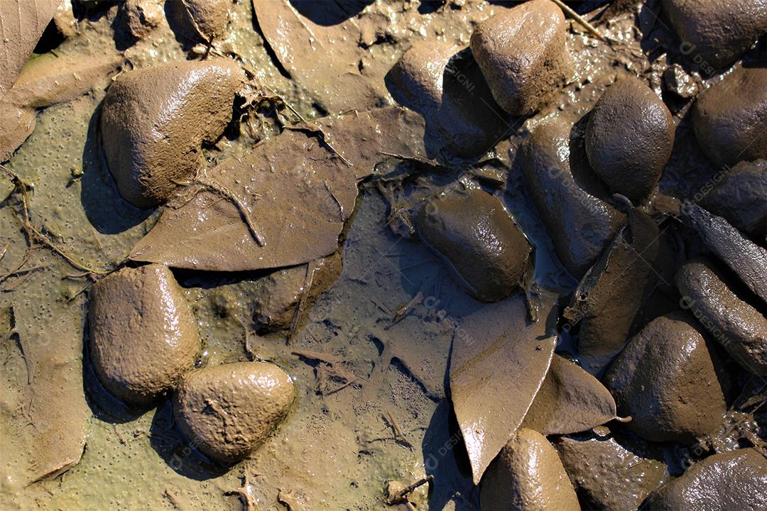 Pedras sobre floresta chão pedreira