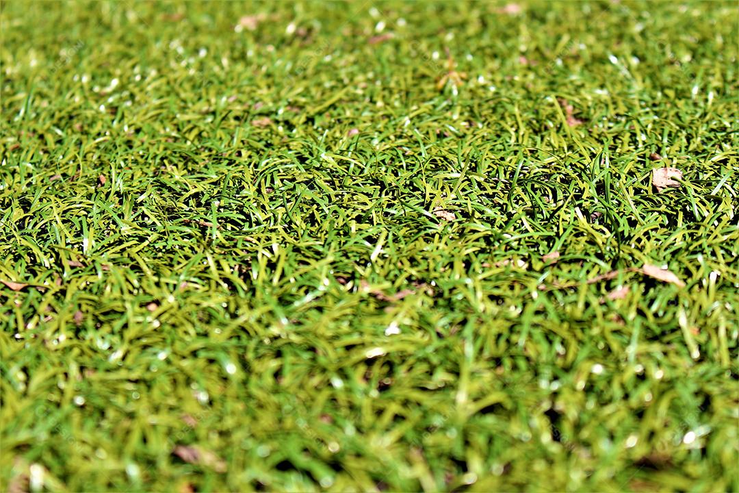 Matos gramado campo de futebol