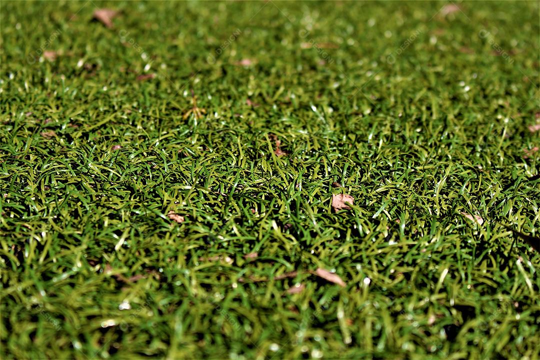 Matos gramado campo de futebol