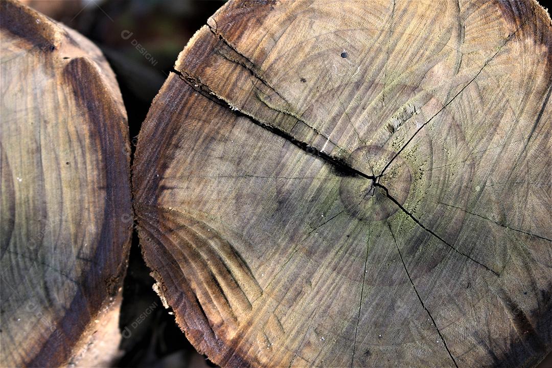 Pilhas de madeira arvore troncos