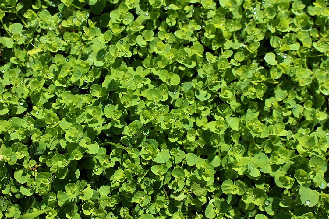 Mentha requienii Plantas plantio folhas verdes