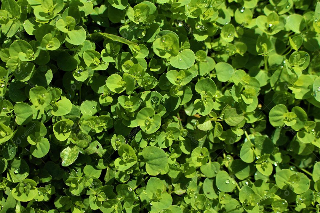 Mentha requienii Plantas plantio folhas verdes